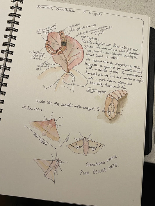 moth drawing