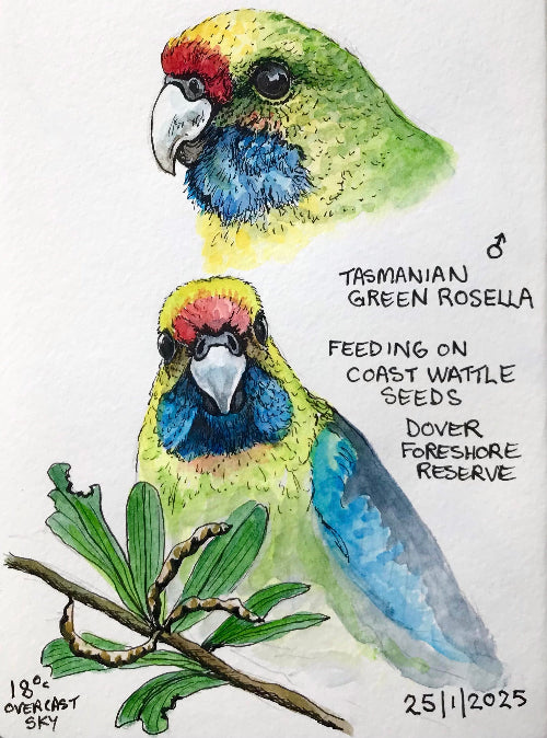 Tasmanian green rosella image
