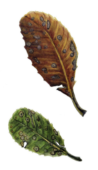 Leaves
